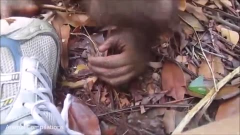 Baby Orangutan Are Adorable - Cutest Compilation