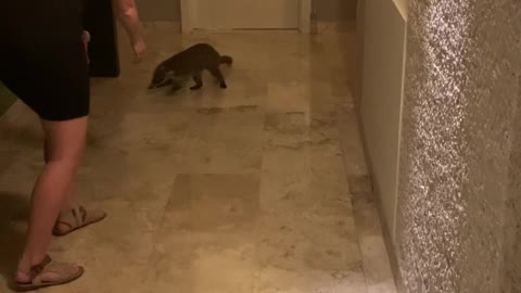 Girl Gets Coati Curious