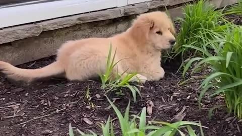 cute puppy