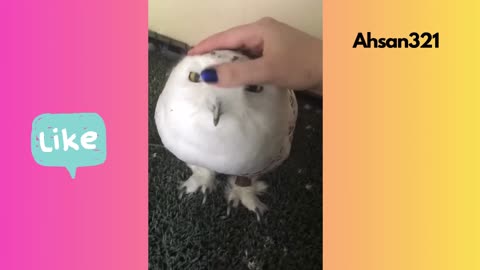 Snowy Owls Are Just Marshmallows With Feathers