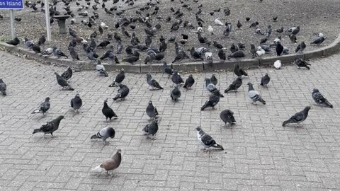 Bird feeding