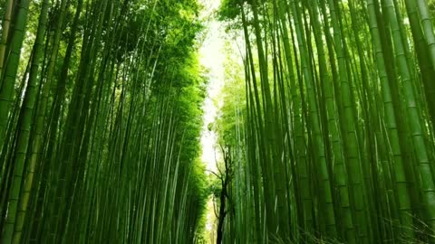 Bamboo forest..🎋🎋🎋