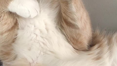 INFORMATION Close-up Of A Cream Beige Furred Cat Sleeping On Its Back