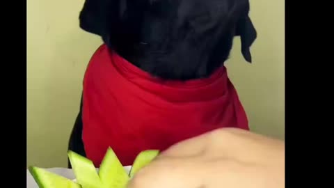Black dog eating Veg salad and plays with her kid