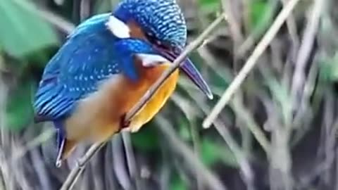 Kingfisher's body is moving but head rock steady #shorts #viral #shortsvideo #video