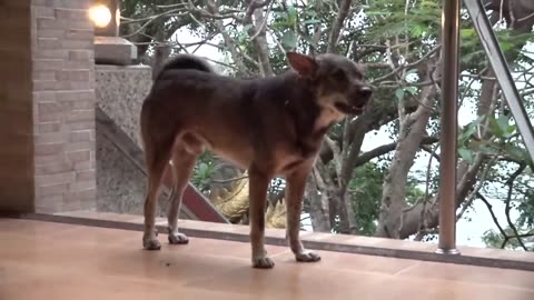 How Dogs React When Seeing Stranger 11 - Running, Barking? | Viral Dog