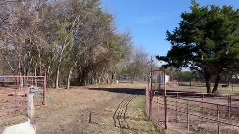 Capybara vs Piglet (Quandale Dingle Dies)