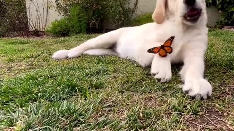 Dog and Butterfly: A Playful Dance of Nature's Wonders