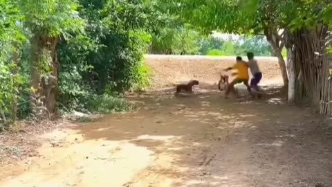 Dogs comedy funny animals 😅😅😅
