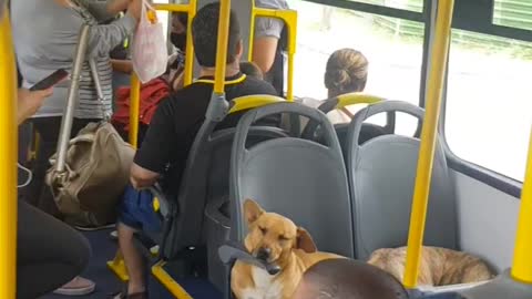 Man Brings Several Dogs onto a Bus