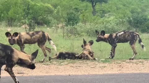 African Wild Dog AKA Painted Dog in the Kruger National Park