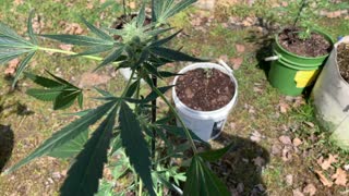 derekhunterpodcast greenhouse #marijuana APR 23, 2022 SAT.,🧂☕️