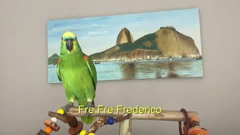 Papagaio Fred CANTOR DO BRASIL - Frederico de JESUS 🦜😍