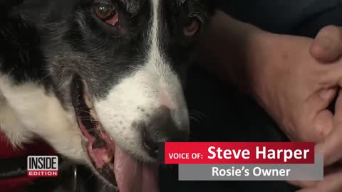 Smart Border Collie Gets Help at Local Police Station