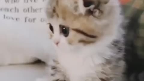 Cute Cat funny video 🐱🐱🐱