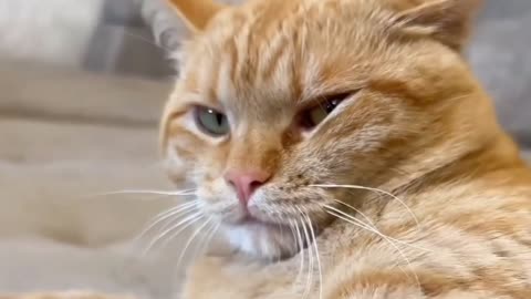 Whisker Wars: The Tale of a Cat's Hilarious Quest for Sweet Revenge!"