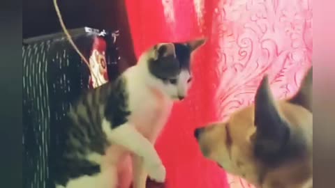 Dog & Cat playing Short training videos