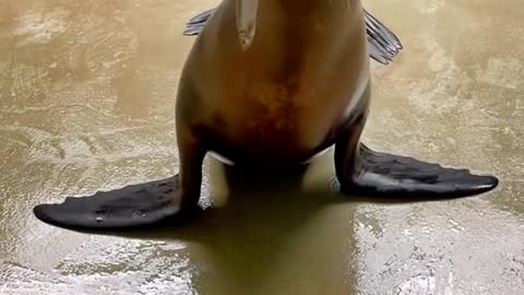 California sea lion cuteness is hard to match