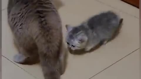 Funny 🐈🐱 cat short video