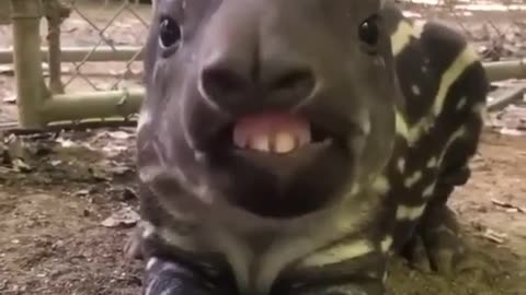 Strange baby tapir chewing on something #shorts #viral #shortsvideo #video