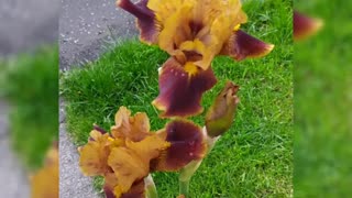 Brown and yellow bearded irises