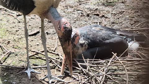 Sick birds help each another