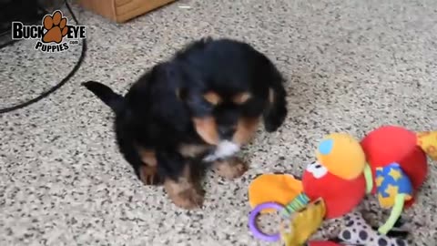 Cavalier King Charles Spaniel Puppies