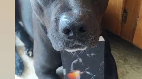Brutus loves this book