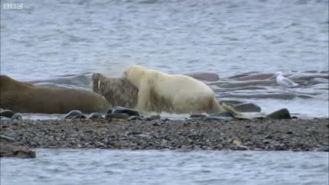 Polar Bear vs Walrus _ Planet Earth _ BBC Earth