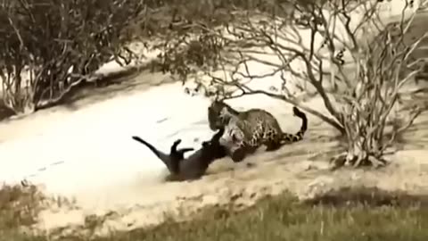 Otter fight with jaguar