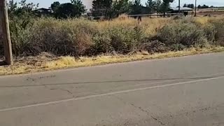 Very Large Dust Devil Picks up Tumbleweeds