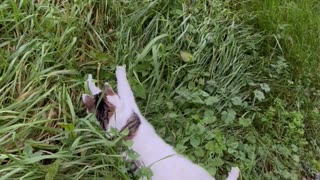 Clumsy Cat Pounces at Tall Grass