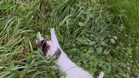 Clumsy Cat Pounces at Tall Grass