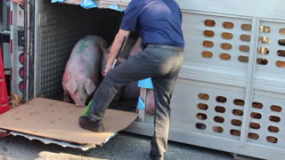 Horrified pigs herded out of truck after crash