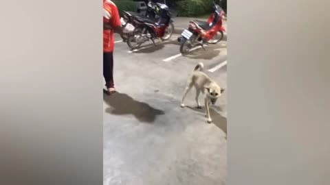 Funny dog 🐕 video dancing dog