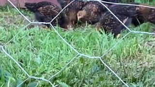 Golden Lace Wyandotte Chicks In Chicken Run