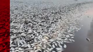Thousands of dead fish have washed up along the Gulf Coast in Texas.