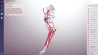 Canine forelimb vasculature - 3D Veterinary Anatomy & Learning IVALA