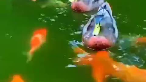 Beautiful Colorful Fishes With Colorful Ducks #shorts #viral #shortsvideo #video