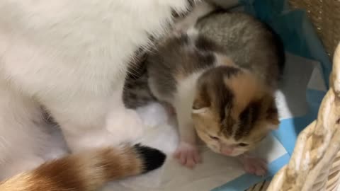 iny kitten tries to hit the mother cat with its paw so that she pays attention to him