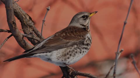 The Fieldfare: Close Up HD Footage (Turdus pilaris)