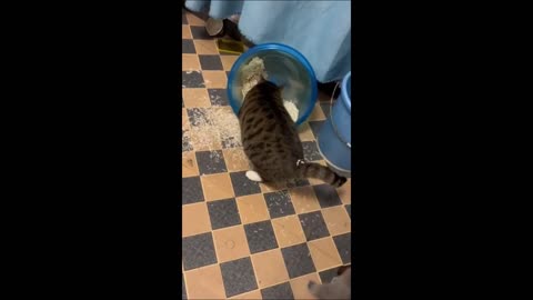 Hilarious Compilation of Funny Cats