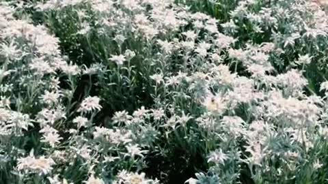 Have you ever seen an Edelweiss?