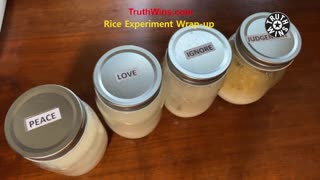 Rice Experiment Wrap-up