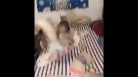 Funny Animal Videos 😂😂 Funny cat and dogs videos