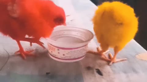 Chicks 💐colourful chicks💐 #rumble #viral #new