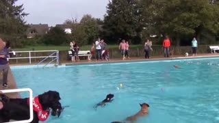Doggies have much fun in an outdoor pool