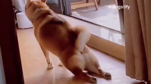 Dog legand 😂😂 dog fany video fany video animals