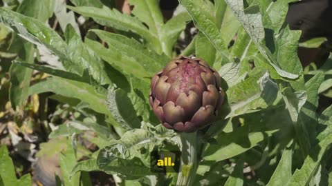 Artichoke - Superfood for Liver