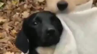 😍Cute and Funny Dog Compilation